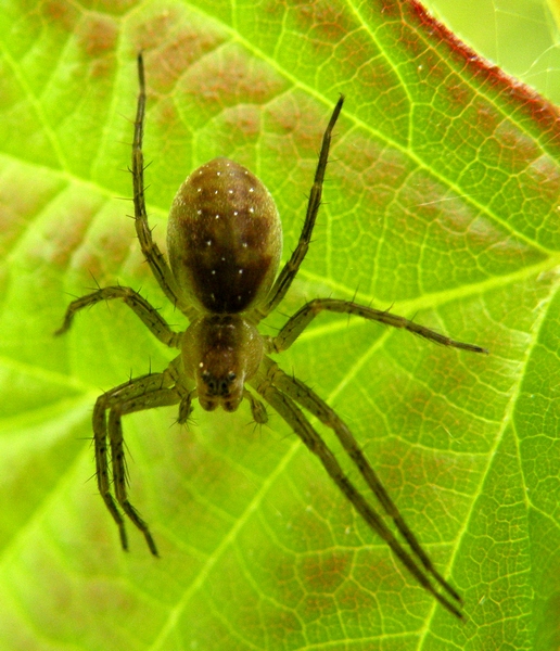 Dolomedes cf. fimbriatus  - Sernaglia della Battaglia (TV)